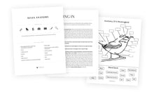 Avian Anatomy