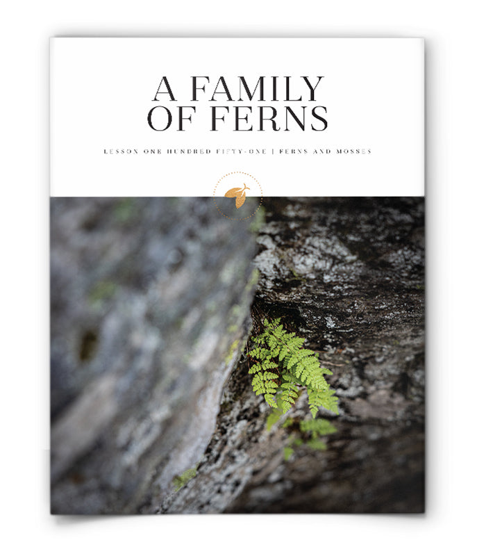 A Family of Ferns