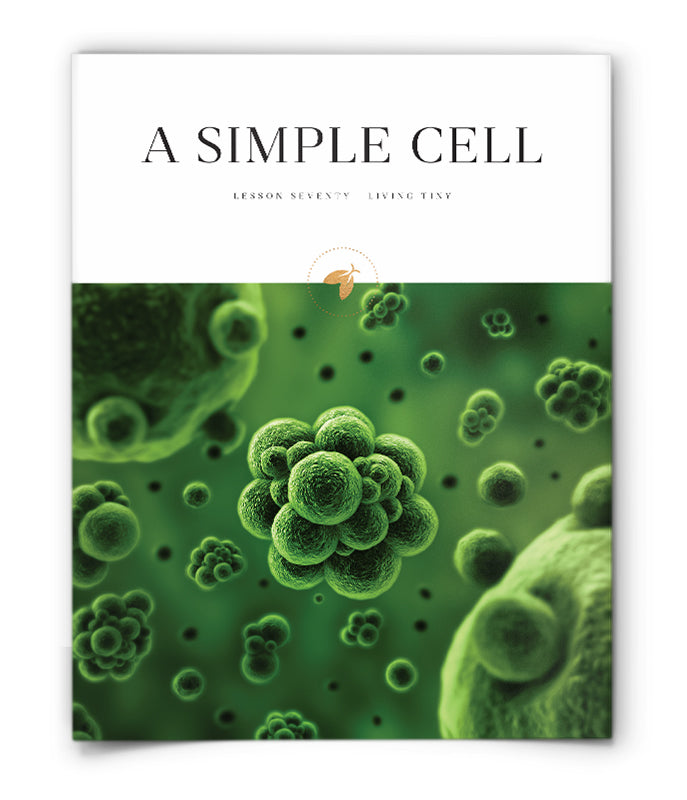 A Simple Cell