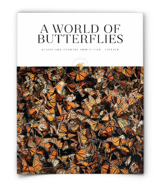 A World of Butterflies