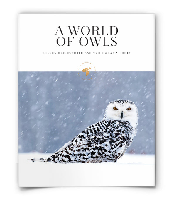 A World of Owls
