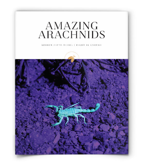 Amazing Arachnids