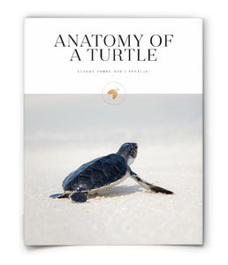 Anatomy of a Turtle