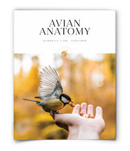 Avian Anatomy