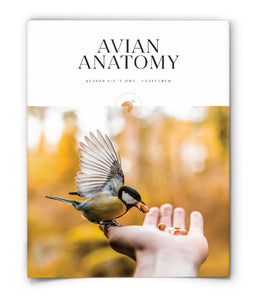 Avian Anatomy