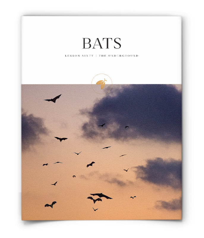 Bats