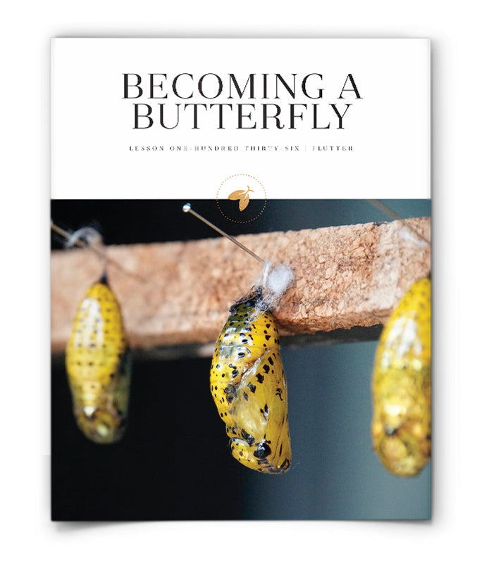 Becoming a Butterfly