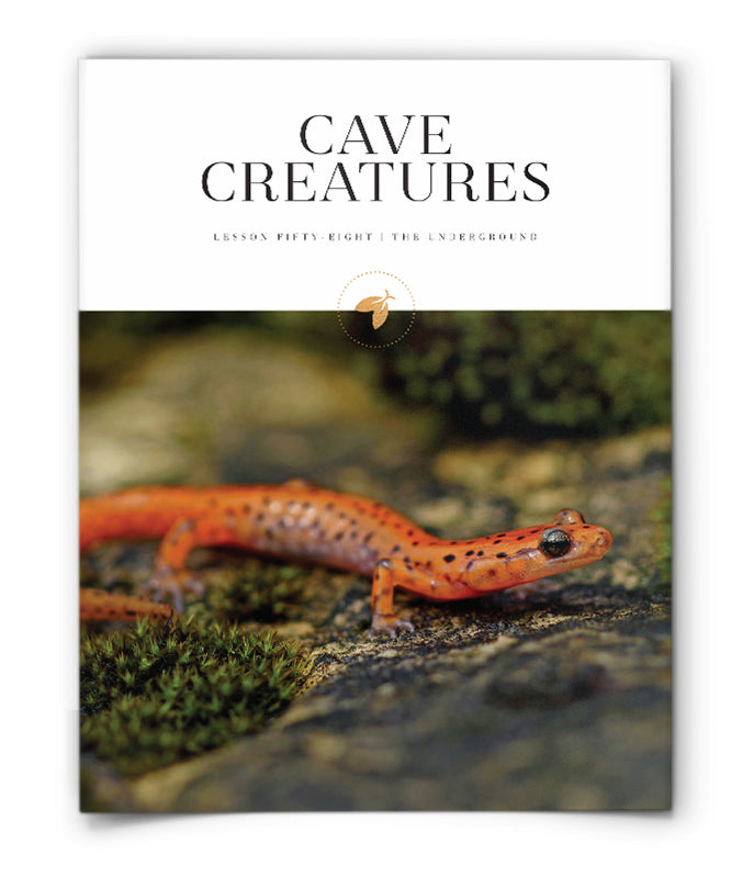 Cave Creatures