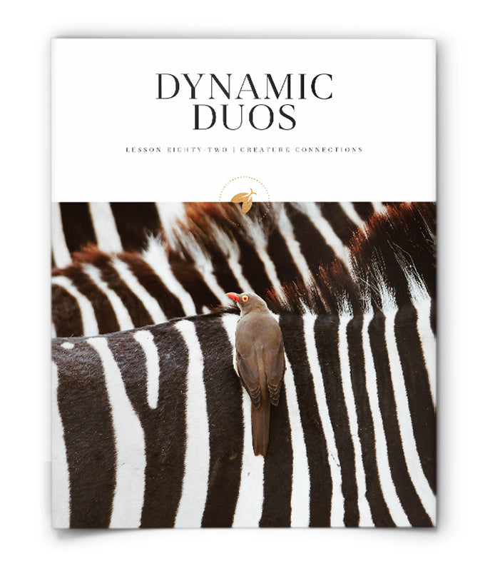 Dynamic Duos