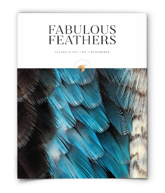 Fabulous Feathers