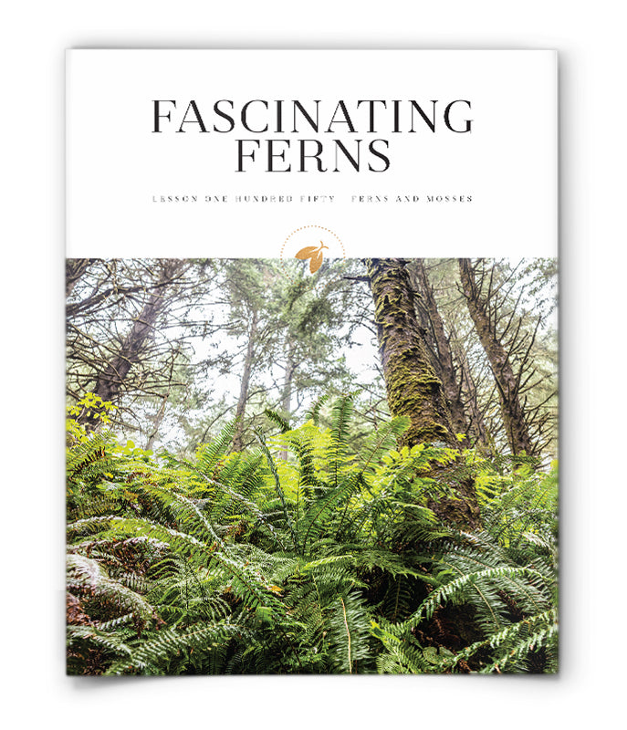 Fascinating Ferns