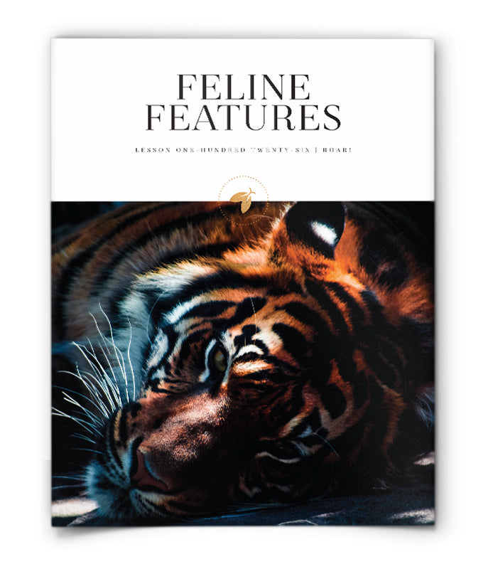 Feline Features
