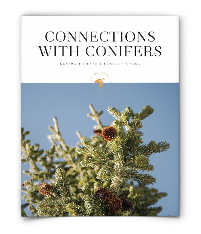 Connections with Conifers