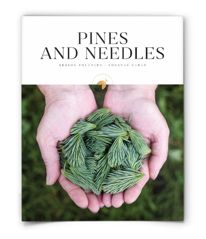 Pines and Needles