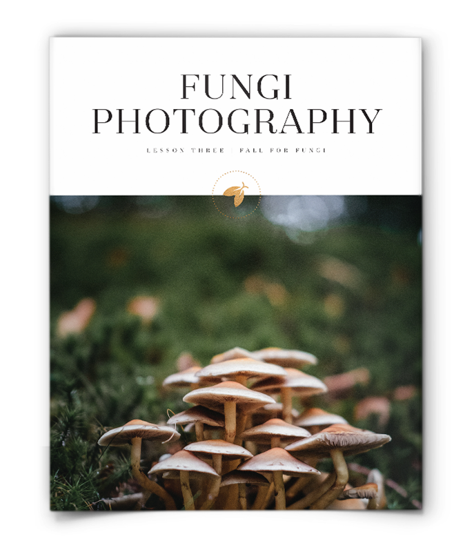 Cover page of fungi photography lesson plan