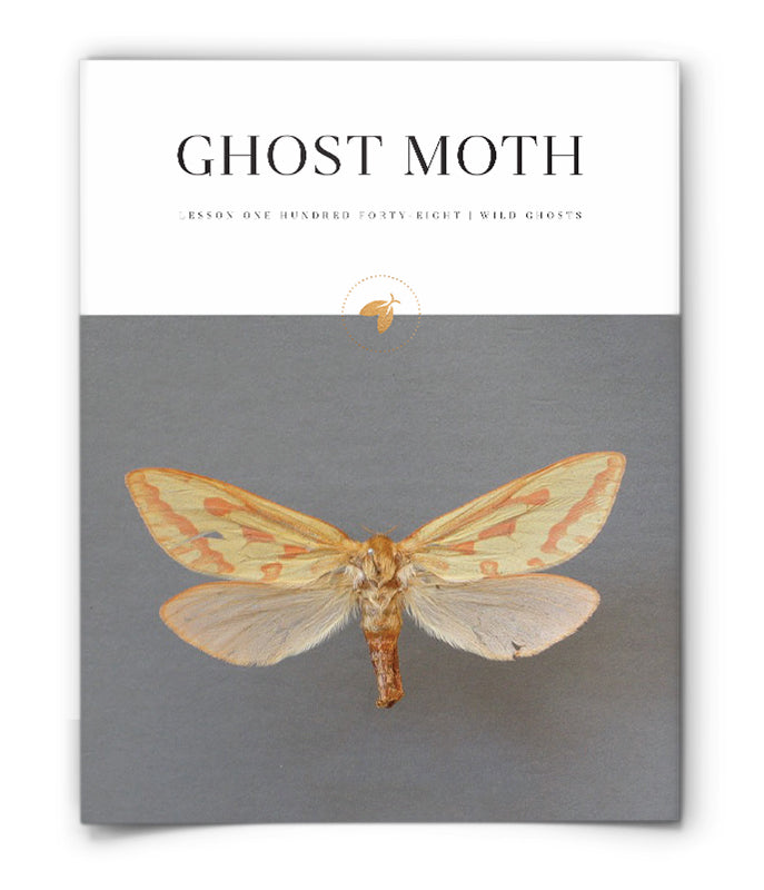 Ghost Moth