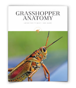 Grasshopper Anatomy