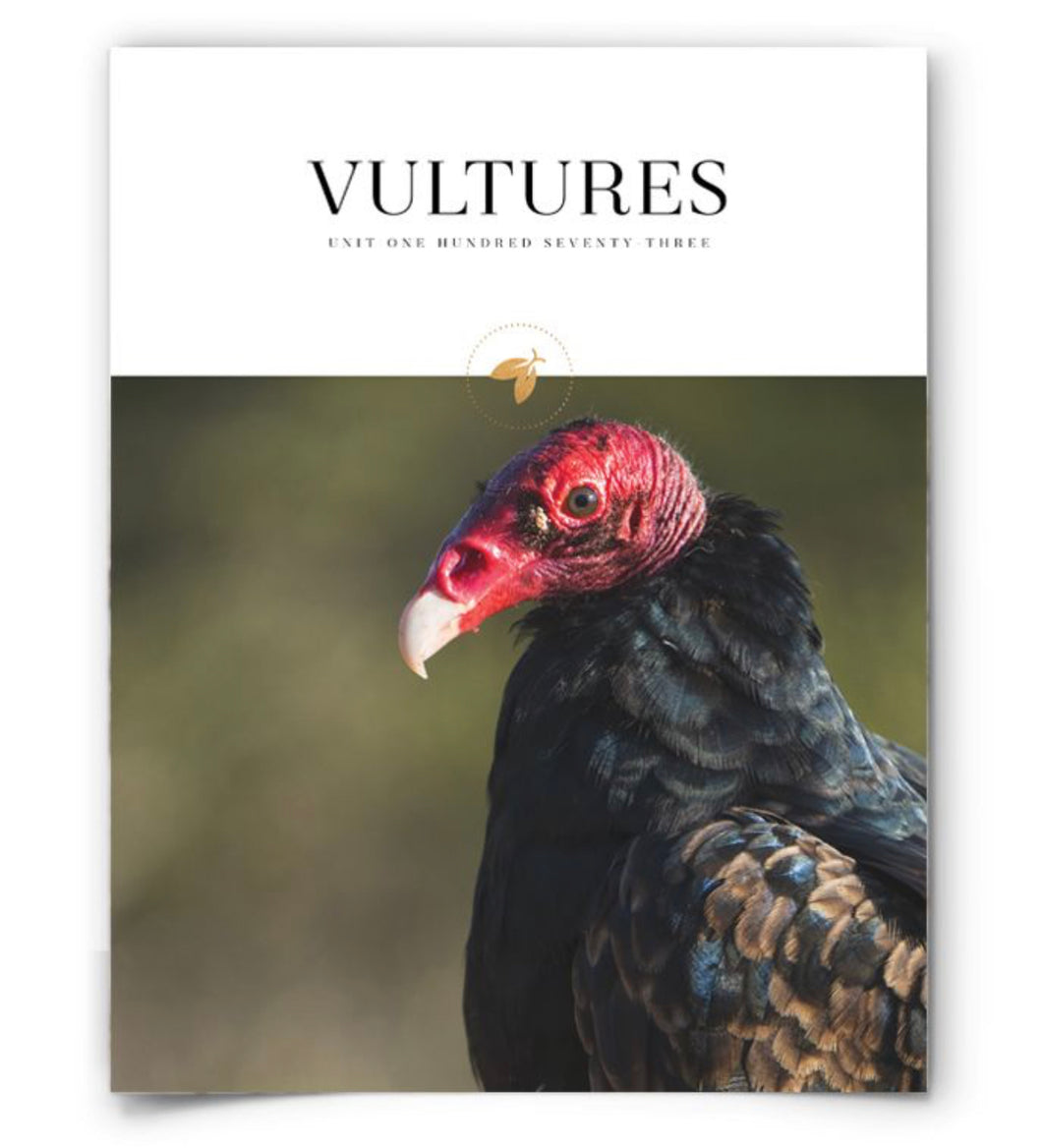 Vultures Bundle