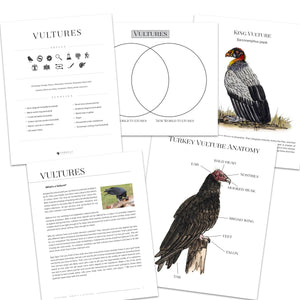 Vultures Bundle