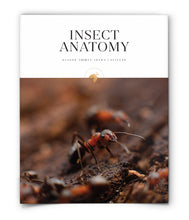 Insect Anatomy