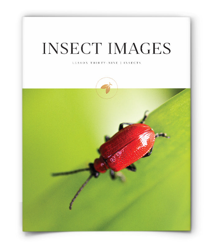 Insect Images