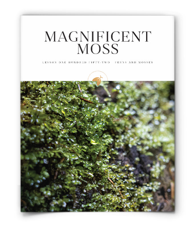 Magnificent Moss