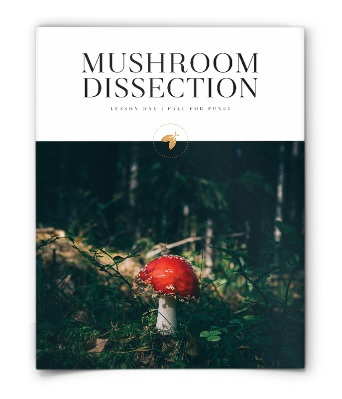 Mushroom Dissection