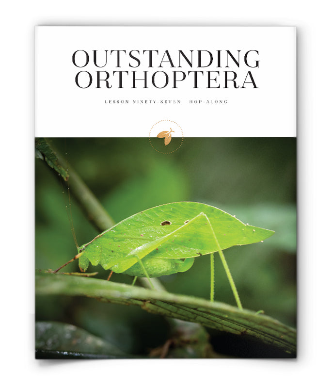 Outstanding Orthoptera