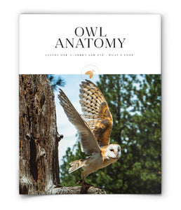 Owl Anatomy