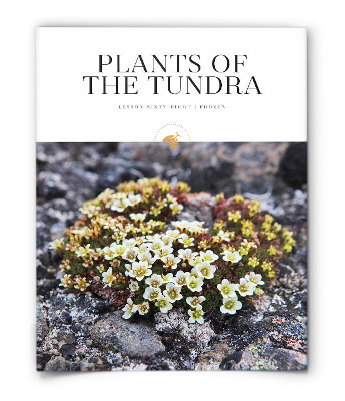 Plants of the Tundra