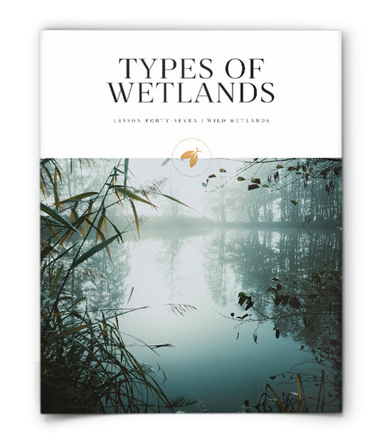 Firefly Nature School - Types of Wetlands