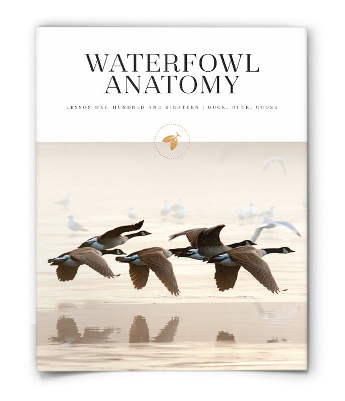 Waterfowl Anatomy