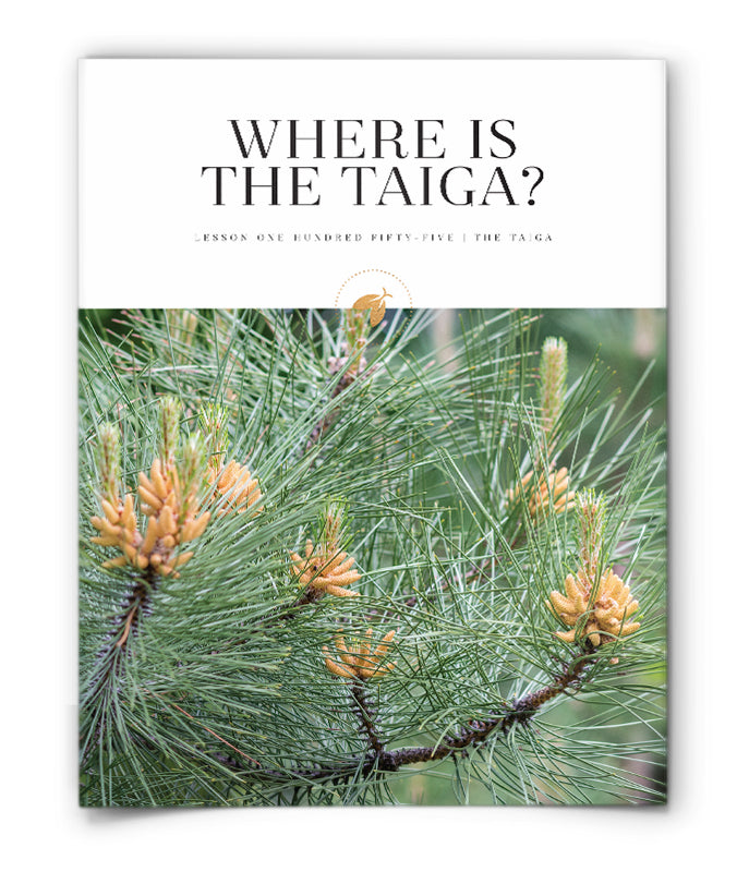 Where is The Taiga?