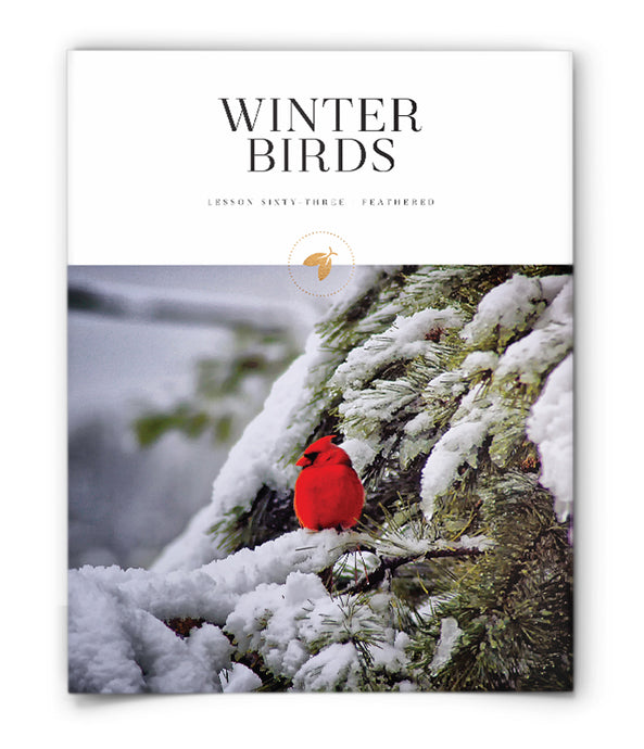 Winter Birds